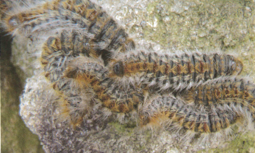 La chenille processionnaire 