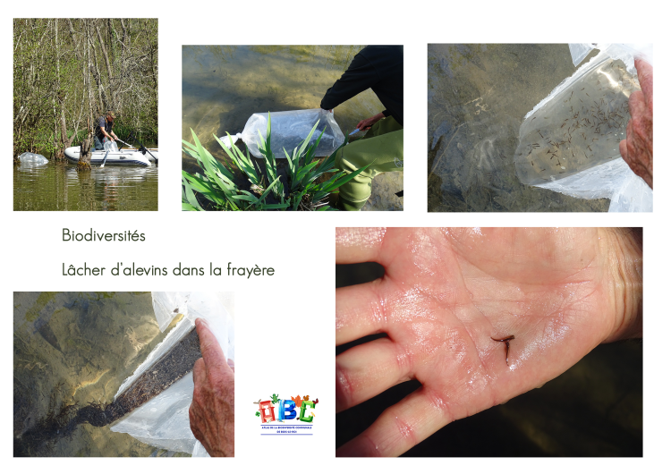 Lâcher d’alevins dans la frayère 