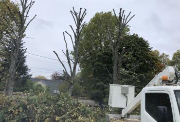 Élagage sécurisé avec véhicule nacelle 