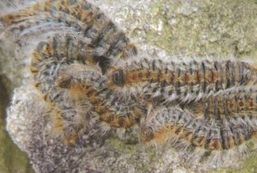 La chenille processionnaire 