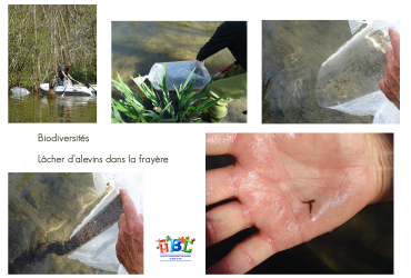 Lâcher d’alevins dans la frayère 